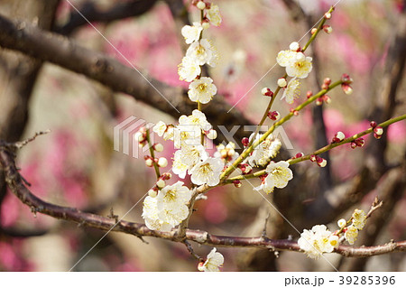 曽根天満宮　梅　兵庫県 39285396