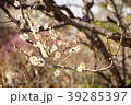 曽根天満宮　梅　兵庫県 39285397