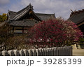 曽根天満宮　梅　兵庫県 39285399