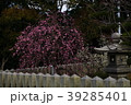 曽根天満宮　梅　兵庫県 39285401