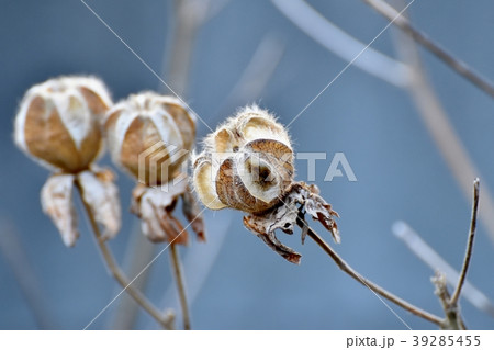 三鷹中原に咲くフヨウの種 三鷹中原に咲くフヨウの種 39285455