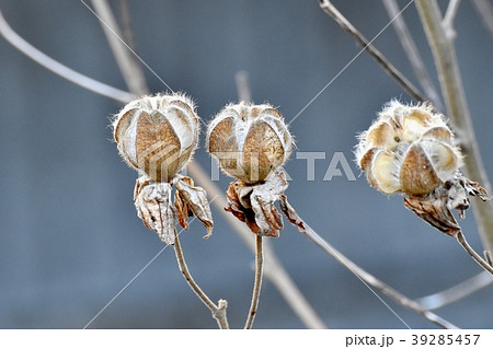 三鷹中原に咲くフヨウの種 39285457