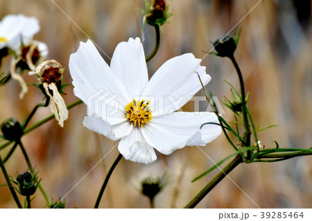 三鷹中原に咲く白いコスモス 39285464