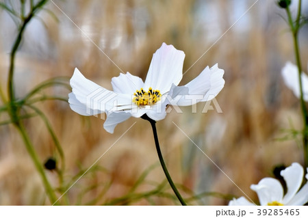 三鷹中原に咲く白いコスモス 三鷹中原に咲く白いコスモス 39285465