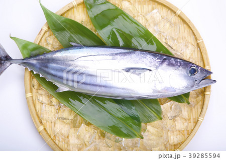 初鰹 初鰹 39285594