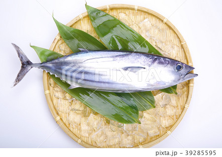 初鰹 初鰹 39285595