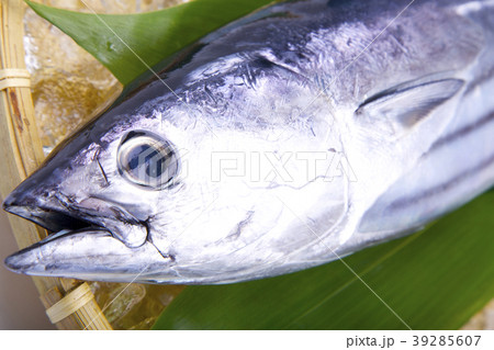 初鰹 39285607