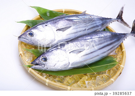 初鰹 39285637