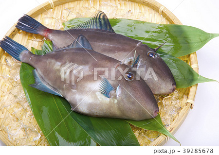 ウマヅラハギ 食材 活締め ウマヅラハギ 食材 活締め 39285678