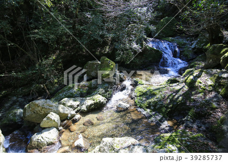 大樽の滝への遊歩道の風景(高知県越知町) 大樽の滝への遊歩道の風景(高知県越知町) 39285737