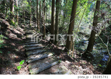 大樽の滝への遊歩道の風景(高知県越知町) 大樽の滝への遊歩道の風景(高知県越知町) 39285741