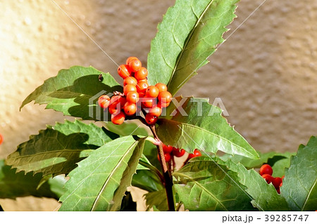 三鷹中原になるセンリョウ 39285747