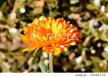 三鷹中原に咲くキンセンカ 三鷹中原に咲くキンセンカ 39286124