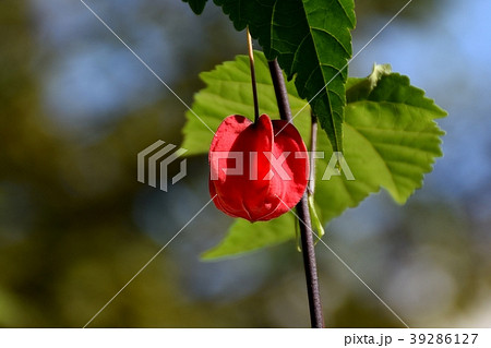 三鷹中原に咲くチロリアンランプ 39286127