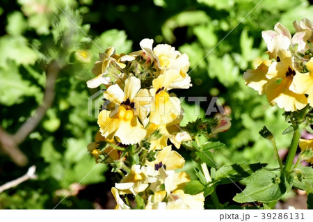 三鷹中原に咲くリナリア 39286131