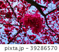 桜 さくら サクラ 39286570