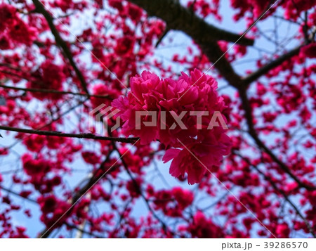 桜 さくら サクラ 39286570