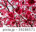 桜 さくら サクラ 39286571