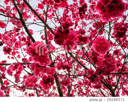 桜 さくら サクラ 39286571