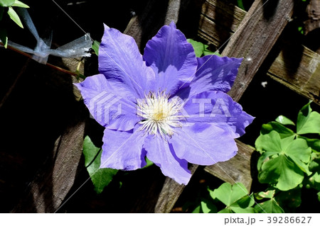 三鷹中原に咲くクレマチス 三鷹中原に咲くクレマチス 39286627