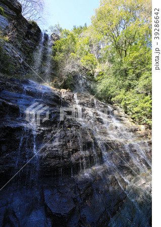 権現滝（程野の滝）　（高知県いの町） 39286642