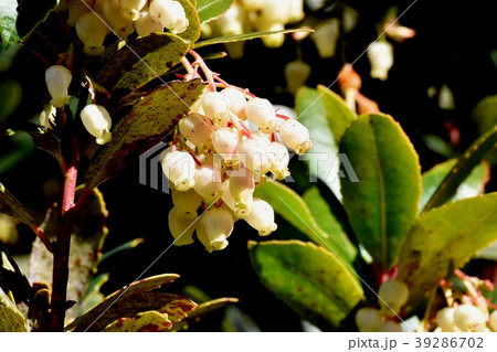 三鷹中原に咲くイチゴノキ 39286702