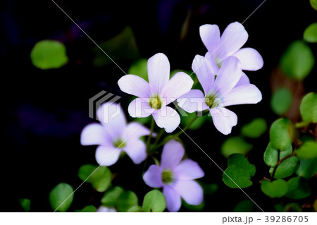 三鷹中原に咲くムラサキカタバミ 39286705