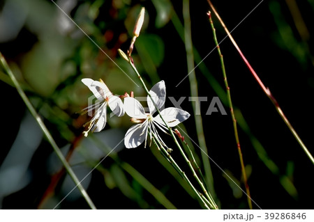 三鷹中原に咲くガウラ 三鷹中原に咲くガウラ 39286846
