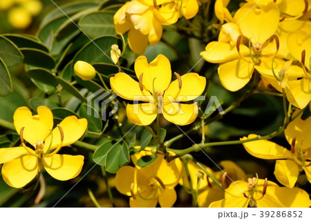 三鷹中原に咲くコバノセンナ 39286852