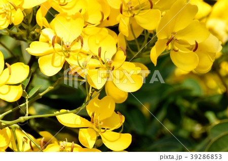 三鷹中原に咲くコバノセンナ 三鷹中原に咲くコバノセンナ 39286853