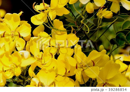 三鷹中原に咲くコバノセンナ 39286854