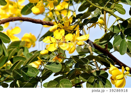 三鷹中原に咲くコバノセンナ 39286918