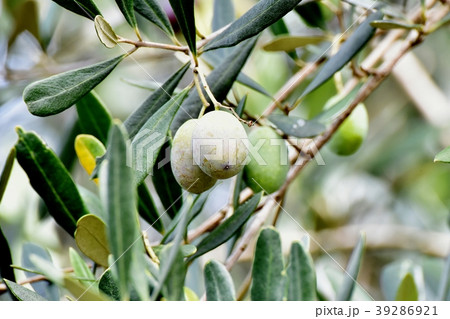 三鷹中原になるオリ－ブの実 39286921