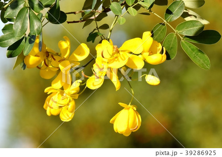 三鷹中原に咲くコバノセンナ 39286925