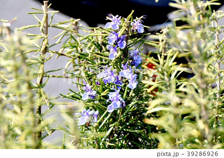 三鷹中原に咲くローズマリー 三鷹中原に咲くローズマリー 39286926