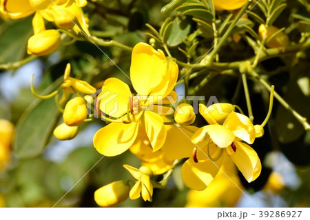 三鷹中原に咲くコバノセンナ 39286927