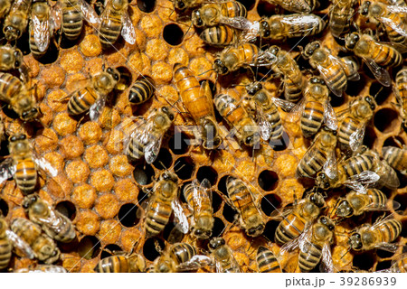The queen bee swarm - selective focus The queen bee swarm - selective focus 39286939