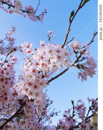 春の風景さくら・美しく咲く満開の桜の花の写真 39286966
