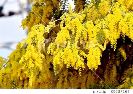 三鷹中原に咲くアカシア 三鷹中原に咲くアカシア 39287162