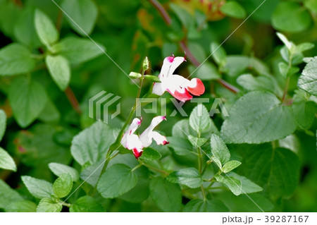 三鷹中原に咲くサルビアミクロフィラ 39287167
