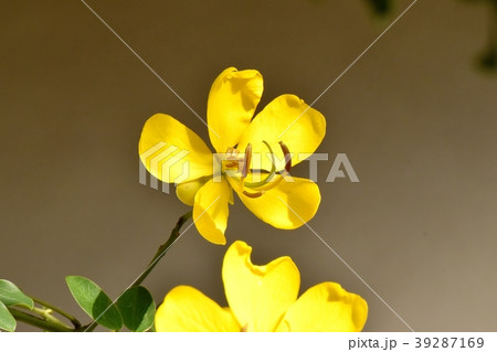 三鷹中原に咲くコバノセンナ 39287169