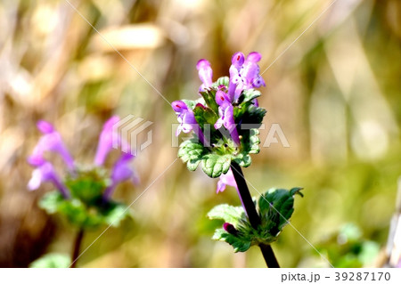 三鷹中原に咲くホトケノザ 39287170