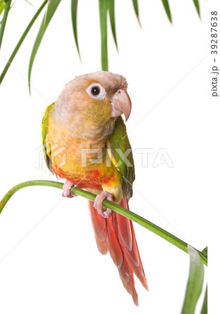 Green-cheeked parakeet in studio Green-cheeked parakeet in studio 39287638