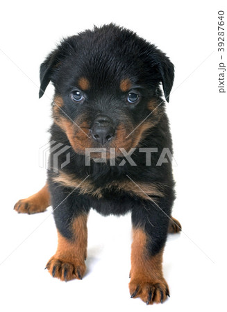 puppy rottweiler in studio 39287640