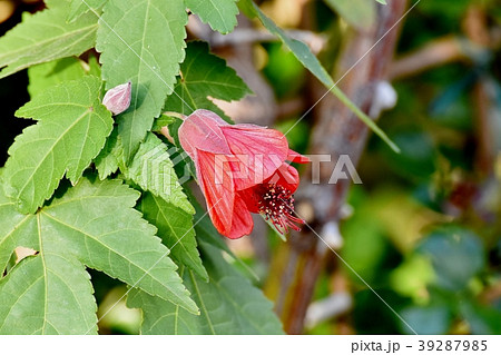 三鷹中原に咲くアブチロン 39287985