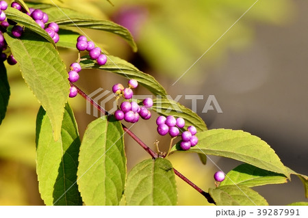 三鷹中原に咲くコムラサキ 39287991