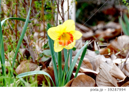 三鷹中原に咲くセイヨウスイセン・ラッパスイセン 39287994