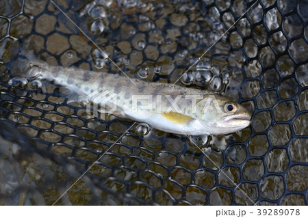 ヤマメ ヤマメ 39289078