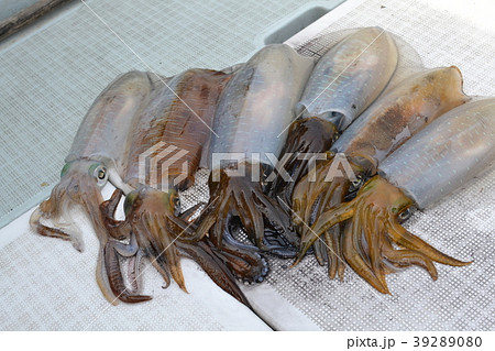 アオリイカ釣果 39289080