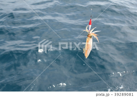 ケンサキイカ釣り 39289081
